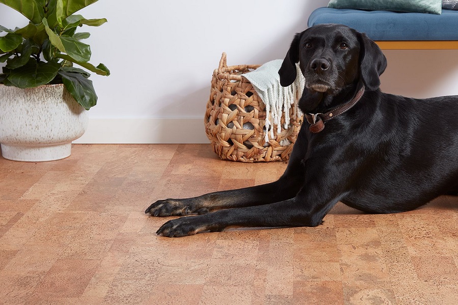 Best Flooring Option for Your Home If You Have a Pet Dog