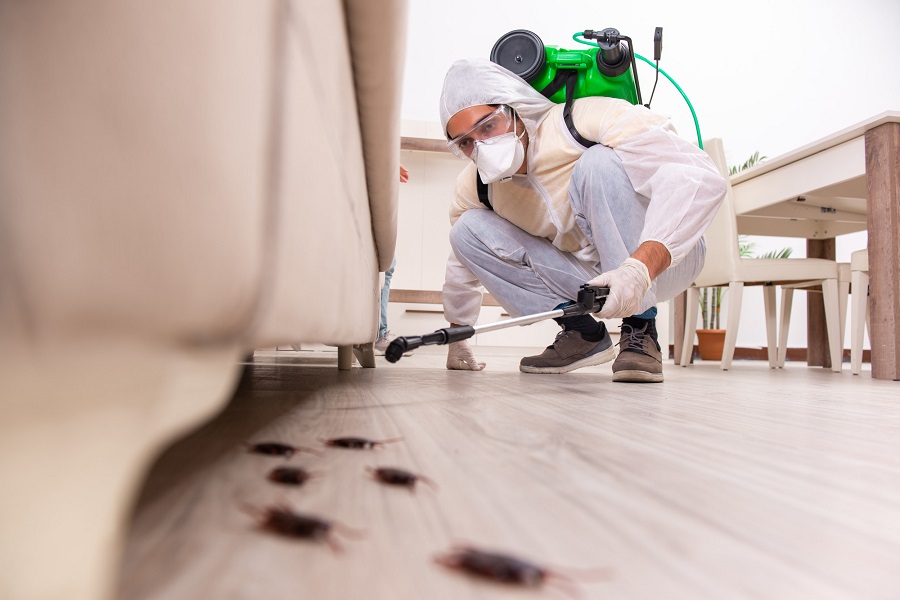 Reasons You Need to Hire Professional Pest Control Company Rather than DIY