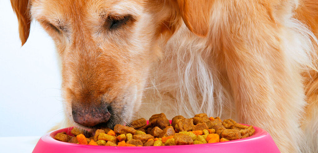 Pet Food Vs. Pet Behavior