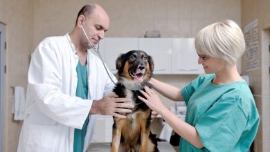 veterinary surgery,